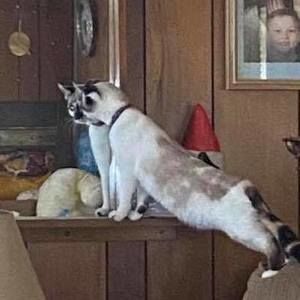 Meet your Posher, Adrian